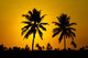 Tropical Sunset Wall Decal Design 5