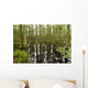 blackwater swamp cypress trees reflected Wall Mural