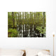 blackwater swamp cypress trees reflected Wall Mural