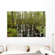blackwater swamp cypress trees reflected Wall Mural