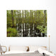 blackwater swamp cypress trees reflected Wall Mural