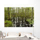 blackwater swamp cypress trees reflected Wall Mural