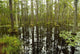 blackwater swamp cypress trees reflected Wall Mural