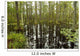 blackwater swamp cypress trees reflected Wall Mural