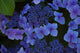 Blue Hydrangea Wall Mural