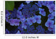 Blue Hydrangea Wall Mural