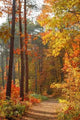 Colors Fall Wall Decal