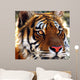 Cats Eyes Wall Mural
