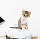 Kitten on white background. Wall Decal