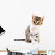 Kitten on white background. Wall Decal