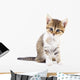 Kitten on white background. Wall Decal