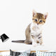 Kitten on white background. Wall Decal