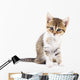 Kitten on white background. Wall Decal