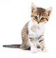 Kitten on white background. Wall Decal