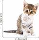 Kitten on white background. Wall Decal
