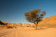 Dry Desert and Tree Wall Decal Design 1