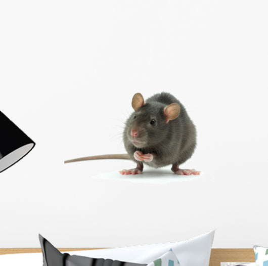 rat Wall Decal