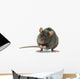 rat Wall Decal