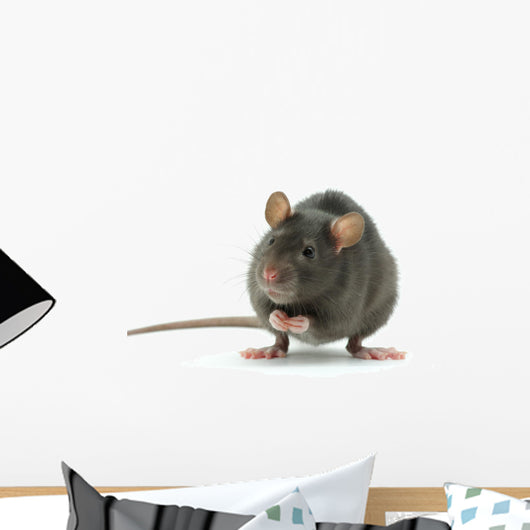 rat Wall Decal