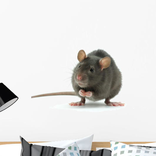 rat Wall Decal