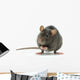 rat Wall Decal