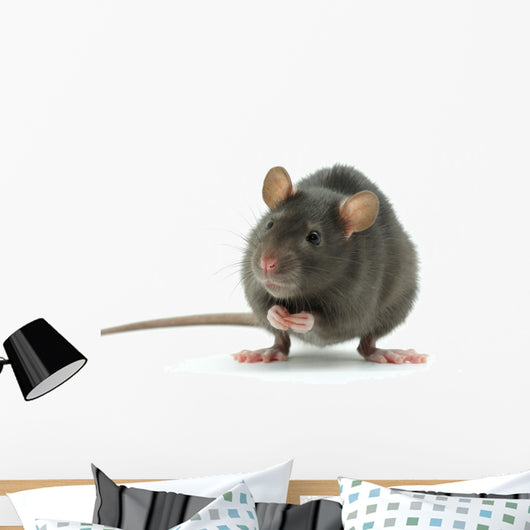 rat Wall Decal