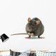 rat Wall Decal