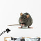 rat Wall Decal