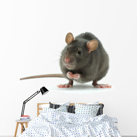 rat Wall Decal
