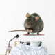 rat Wall Decal
