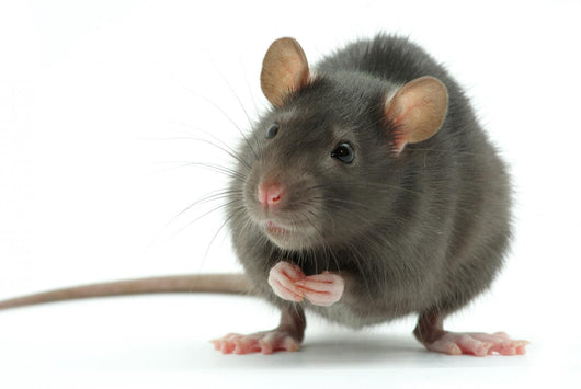 rat Wall Decal