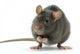 rat Wall Decal