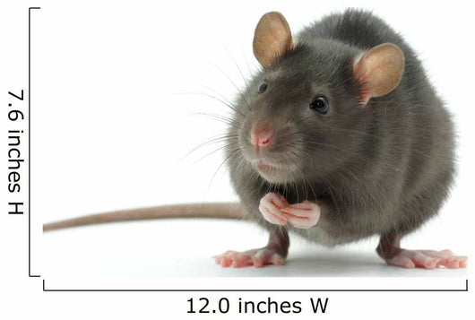rat Wall Decal