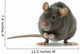 rat Wall Decal