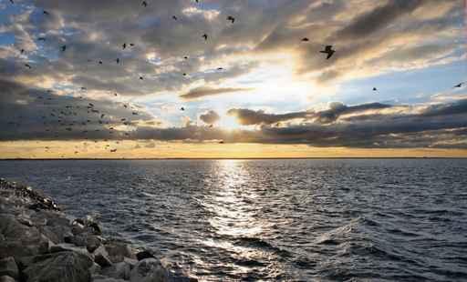 Chesapeake Bay Wall Decal
