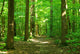 Forest Wall Mural
