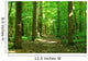 Forest Wall Mural