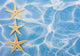 Starfish Border Wall Mural