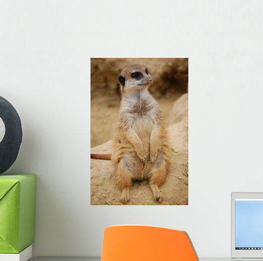 Meerkat Wall Mural