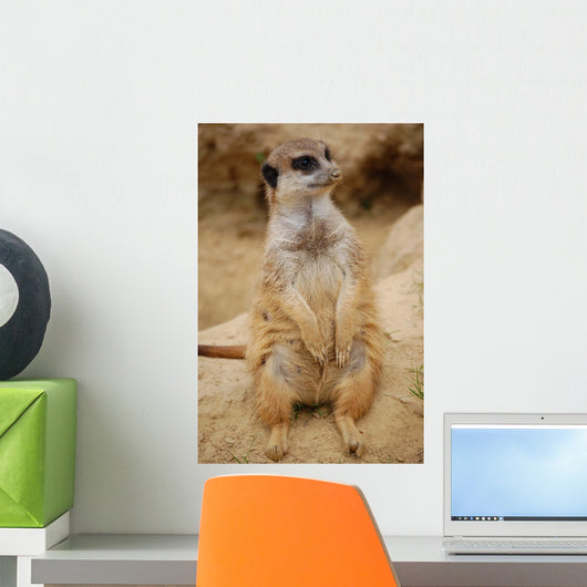 Meerkat Wall Mural