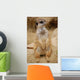 Meerkat Wall Mural