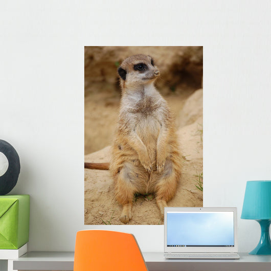 Meerkat Wall Mural