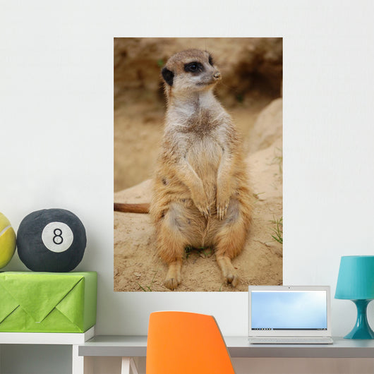 Meerkat Wall Mural