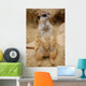 Meerkat Wall Mural