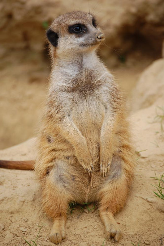 Meerkat Wall Mural
