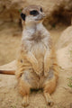 Meerkat Wall Mural
