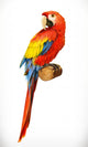 Ara Parrot Macaw Photo Wall Decal