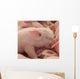 Farm Murals- Baby Pig Sleeping Wall Mural