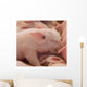 Farm Murals- Baby Pig Sleeping Wall Mural