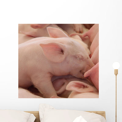 Baby Farm Pig Sleeping Wall Mural shown on a wall